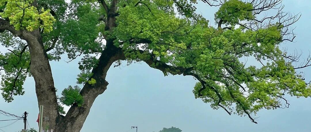 第二十一届（2026）中国管理学年会会议通知（第一轮）